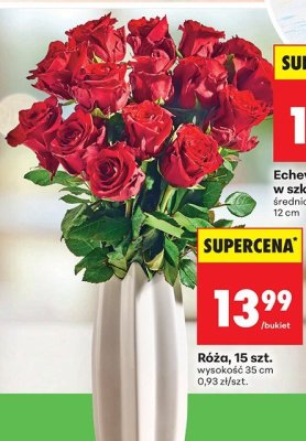Róża, 15 szt., wysokość 35 cm promocja w Biedronka