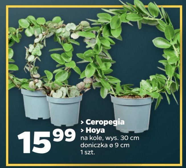 Hoya don. 9 cm promocja