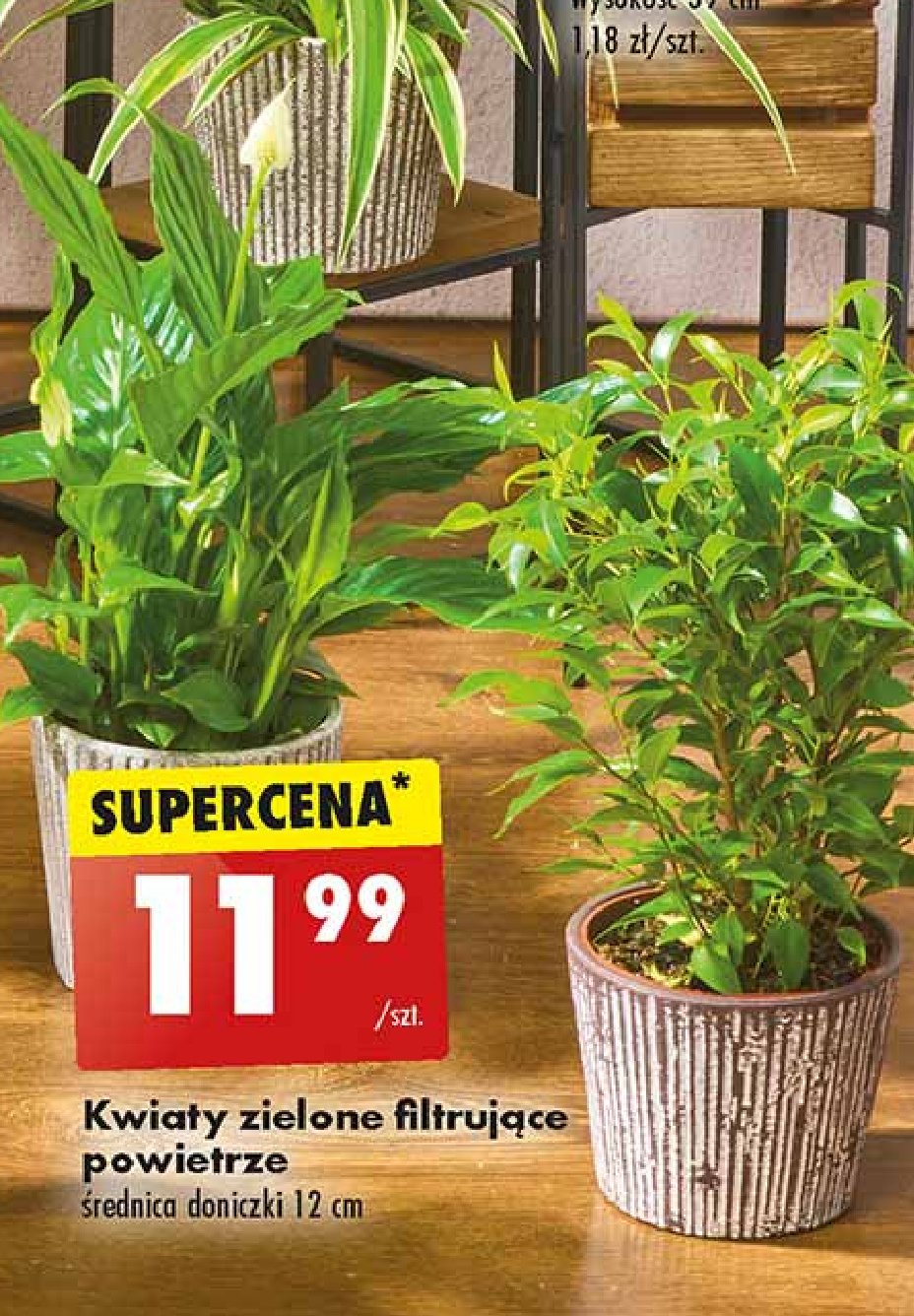 Kwiaty filtrujące powietrze śr. don. 12 cm promocja