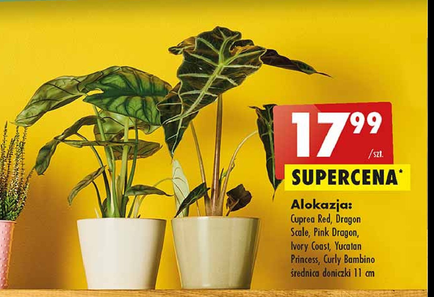 Alokazja cuprea red 11 cm promocja
