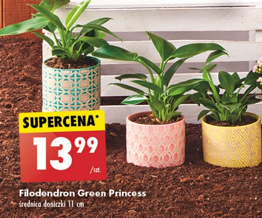 Filodendron green princess promocja