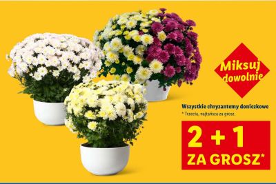 Chryzantemy doniczkowe wszystkie rodzaje promocja w Lidl