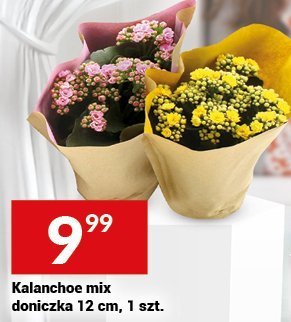 Kalanchoe mix doniczka 12 cm promocja w Twój Market