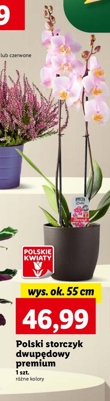 Storczyk dwup臋dowy premium promocja