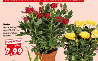 Róża promocja w Kaufland