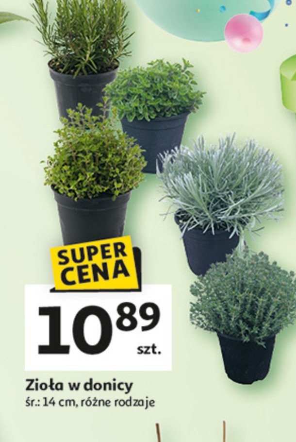 Zioła w doniczce promocja w Auchan