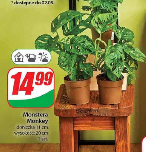 Monstera monkey mask 11 cm promocja