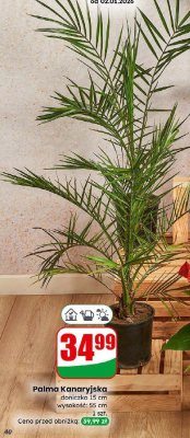 Palma Kanaryjska promocja w Dino