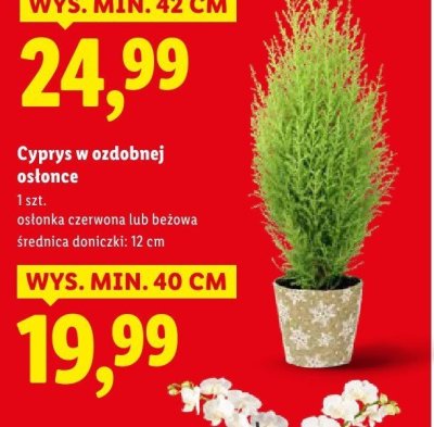 Cyprys w ozdobnej osłonce promocja w Lidl
