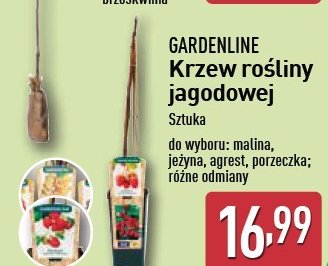 Krzew agrest GARDEN LINE promocja