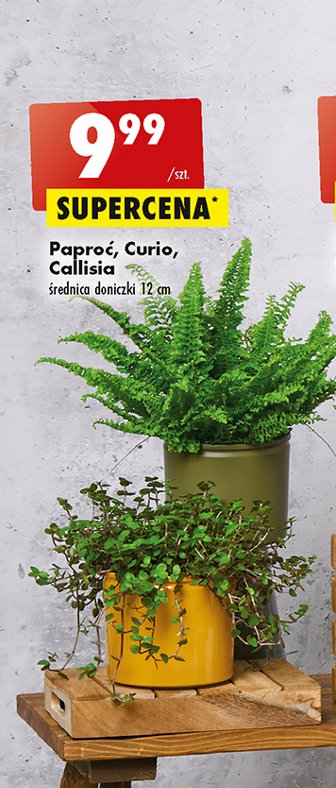 Papro膰 curio promocja