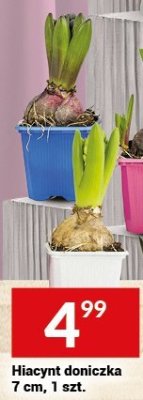 Hiacynt doniczka 7 cm, 1 szt. promocja w Twój Market