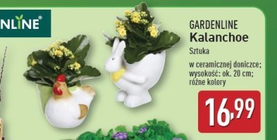 Kalanchoe w ceramicznej doniczce 20 cm GARDEN LINE promocja