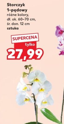 Storczyk 1-pędowy promocja w Kaufland