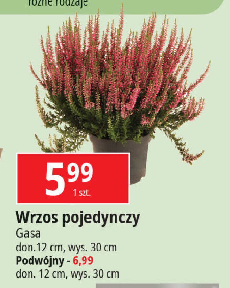 Wrzos podwójny Gasa promocja