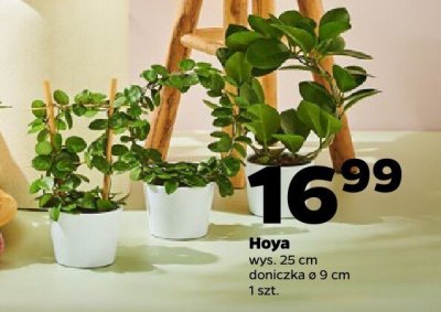 Hoya promocja w Netto