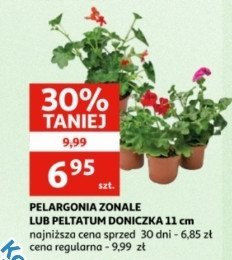 Pelargonia zonale promocja