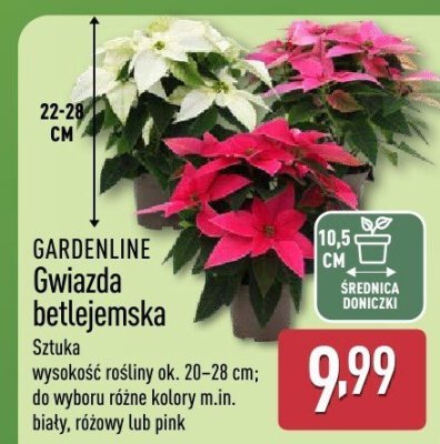 Gwiazda betlejemska GARDENLINE promocja w Aldi