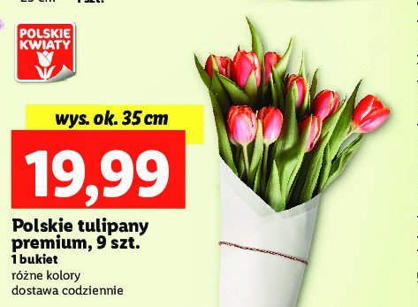 Tulipany premium promocja