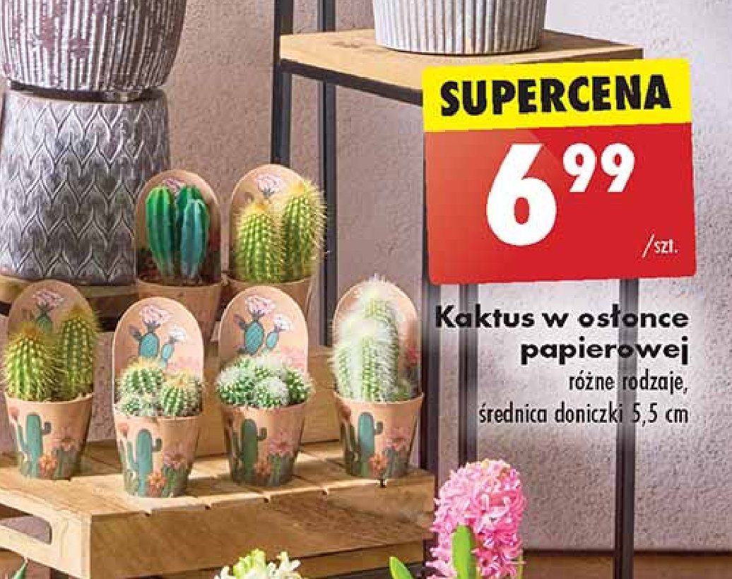 Kaktus kwitnący don. 5.5 cm promocja