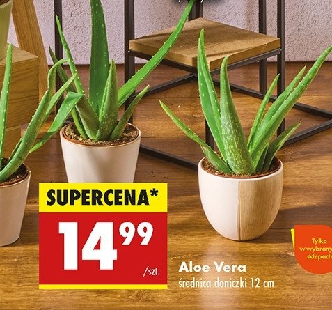 Aloe vera 12 cm promocja