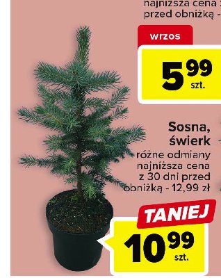 Sosna 13 cm promocja