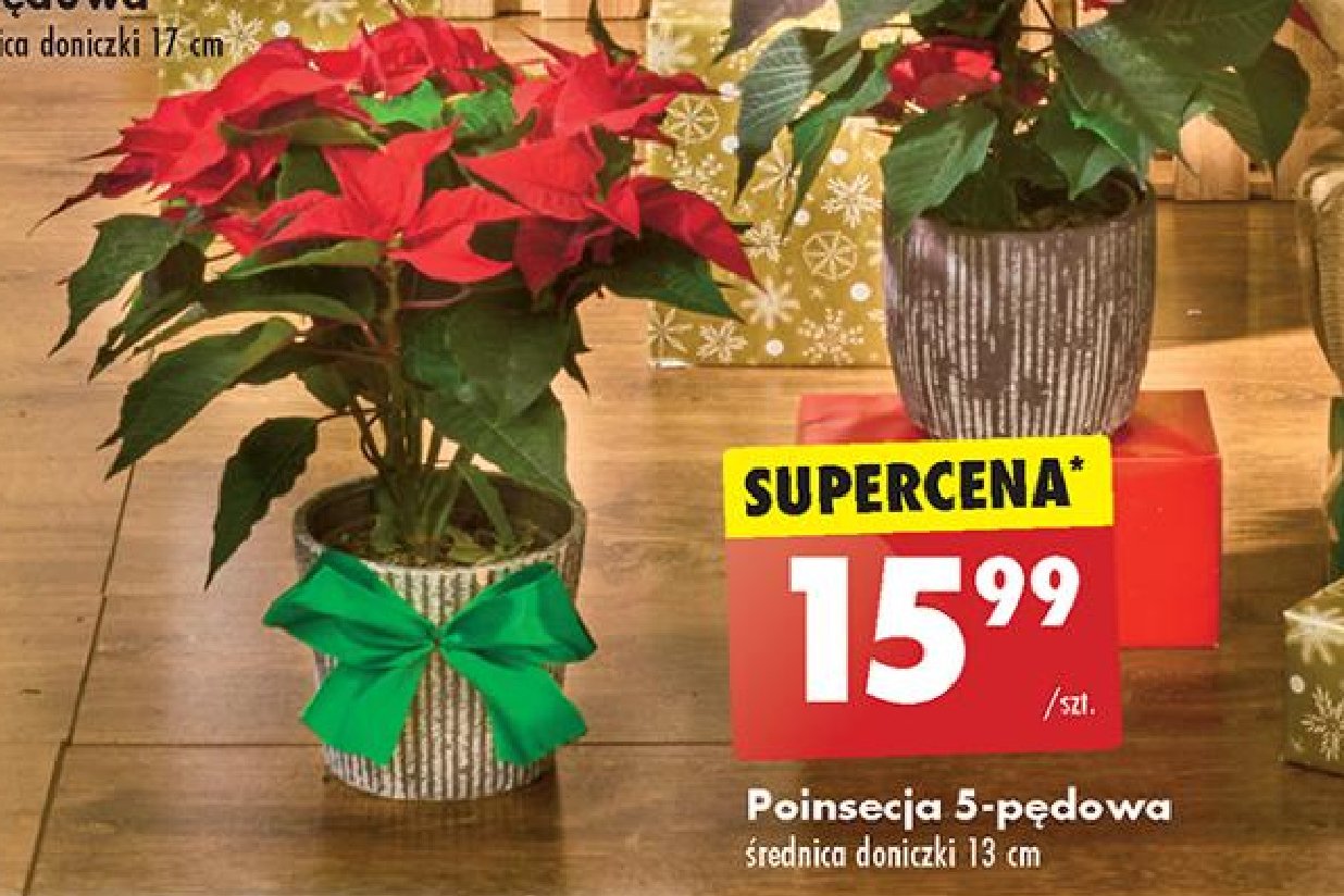 Poinsecja 5-pędowa 13 cm promocja w Biedronka