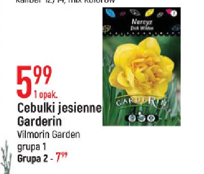 Cebule kwiatowe gruba 2 Vilmorin garden promocja