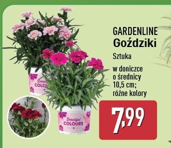 Goździk promocja w Aldi