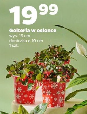 Golteria w osłonce promocja w Netto