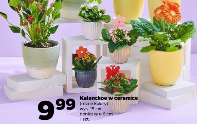 Roślina Kalanchoe w ceramice, różne kolory promocja w Netto
