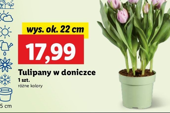 Tulipany 22 cm promocja