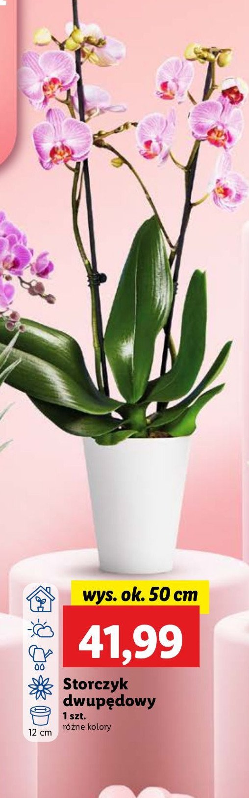 Storczyk dwupędowy 50 cm promocja w POLOmarket