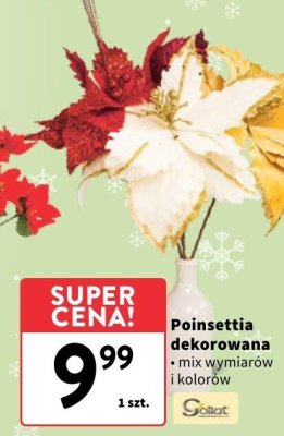 Poinsettia dekorowana promocja w Intermarche