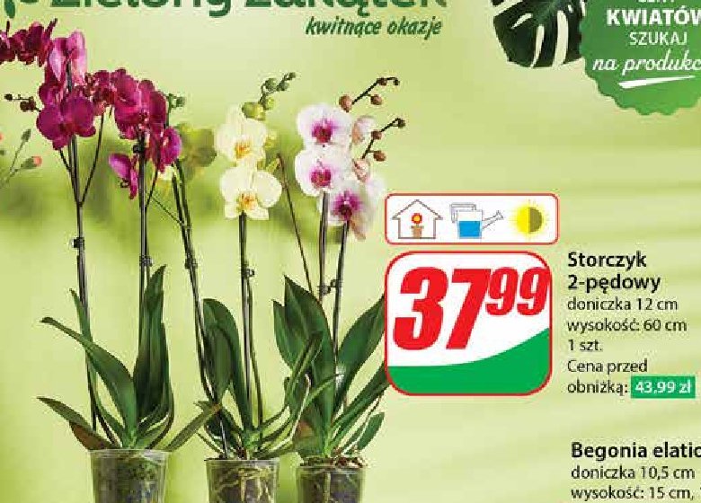 Storczyk 2-p臋dowy wys. 60 cm promocja