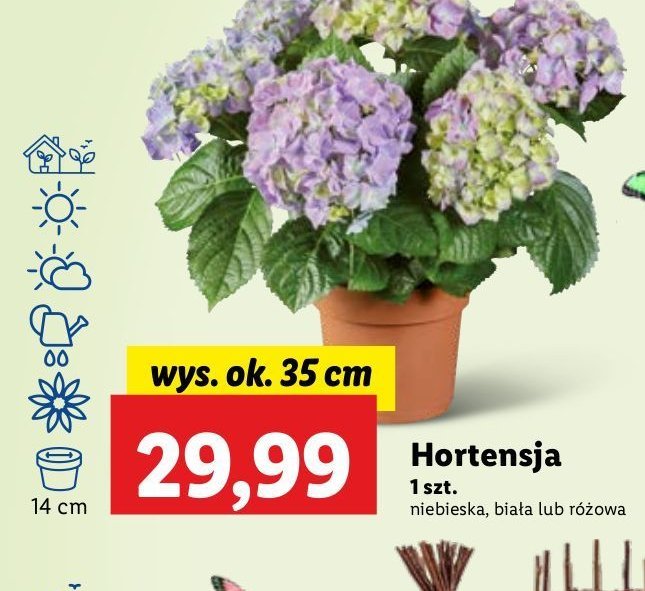 Hortensja różowa promocja w Lidl