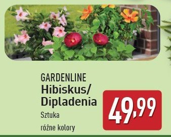 Hibiskus ogrodowy 15 cm GARDEN LINE promocja