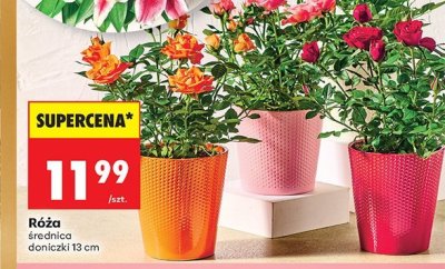 Róża średnica doniczki 13 cm promocja w Biedronka