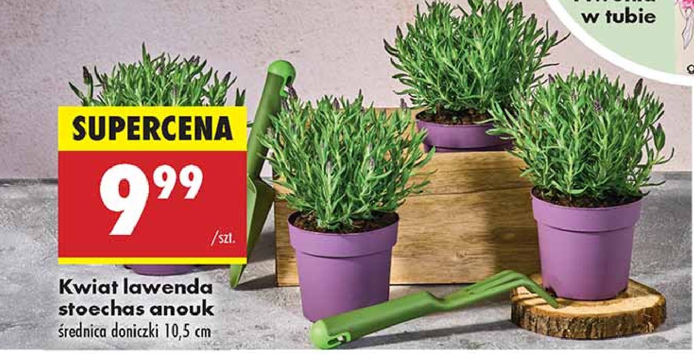 Lawenda stoechas anouk promocja