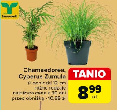 Cyperus zumula Tomaszewski promocja