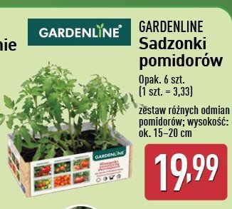 Sadzonki pomidorów promocja w Aldi