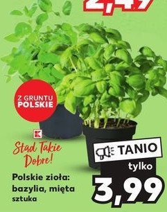 Bazylia K-classic stąd takie dobre! promocja