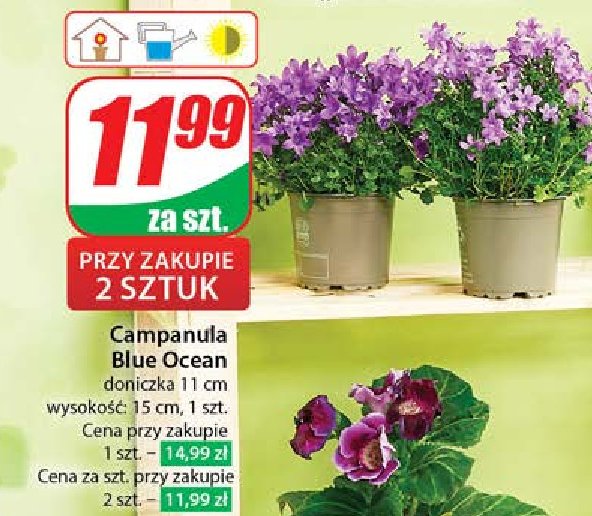 Campanula blue ocean promocja