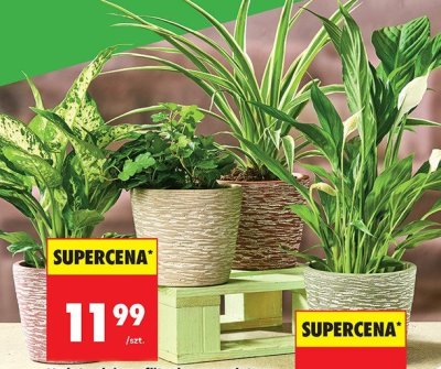 Kwiaty zielone filtrujące powietrze promocja w Biedronka