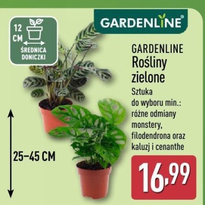 Rośliny zielone promocja w Aldi