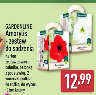 Amaryllis - zestaw do sadzenia promocja w Aldi