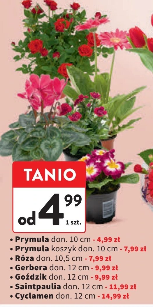 Róża 10.5 cm promocja w Intermarche