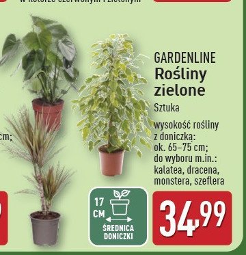 Monstera 17 cm GARDEN LINE promocja w Aldi