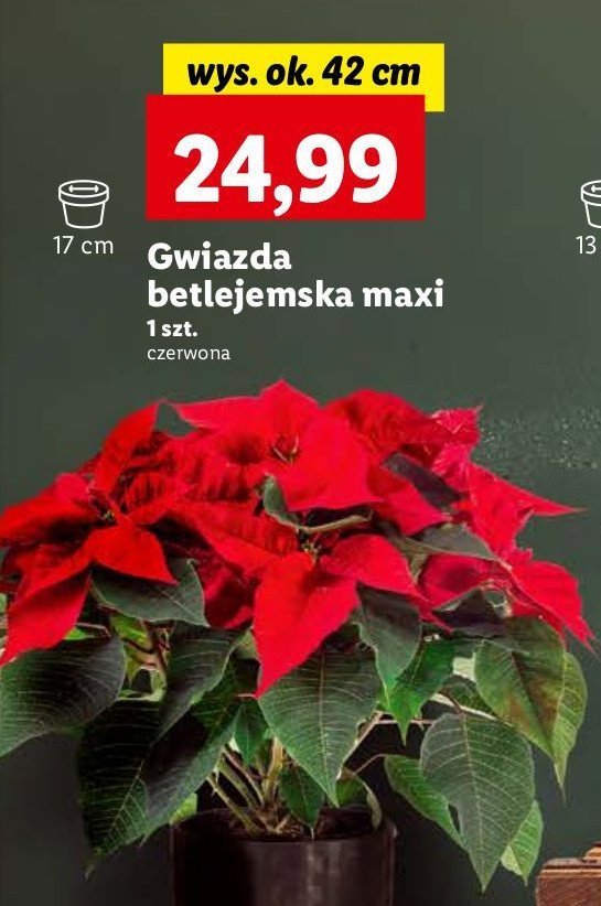 Gwiazda betlejemska 42 cm promocja
