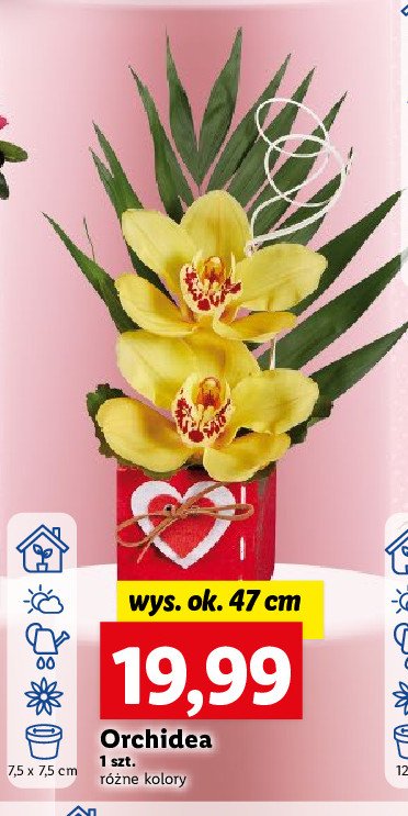 Orchidea 47 cm promocja